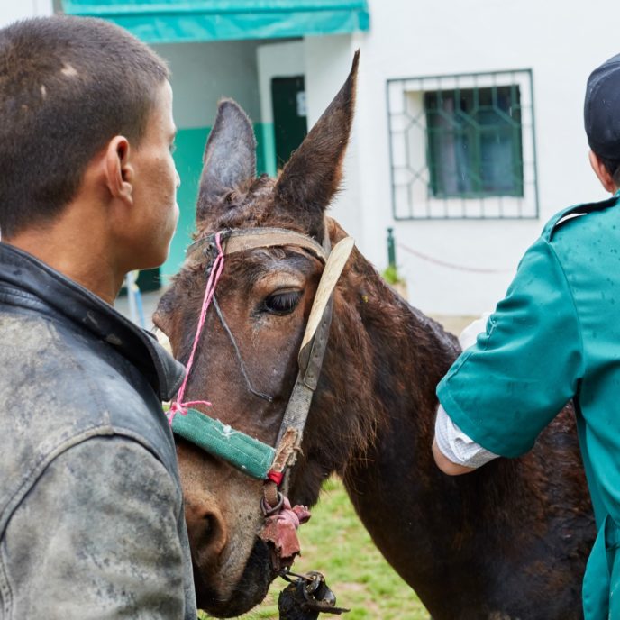 A brown mule being examined by a vet