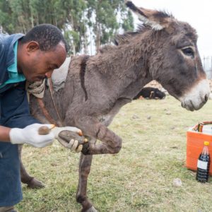 Donkey having its overgrown hooves trimmed