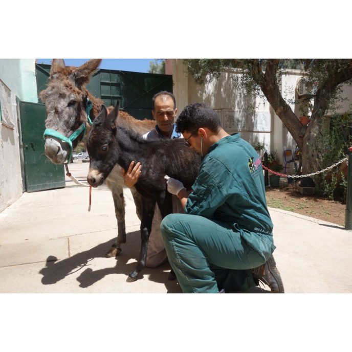 A foal being examine by a vet