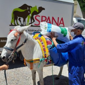 A mule receiving emergency feed