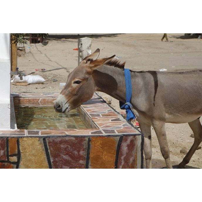 A donkey drinking from a water trough outside the Nouakchott SPANA centre, Mali.