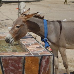 A donkey drinking from a water trough outside the Nouakchott SPANA centre, Mali.