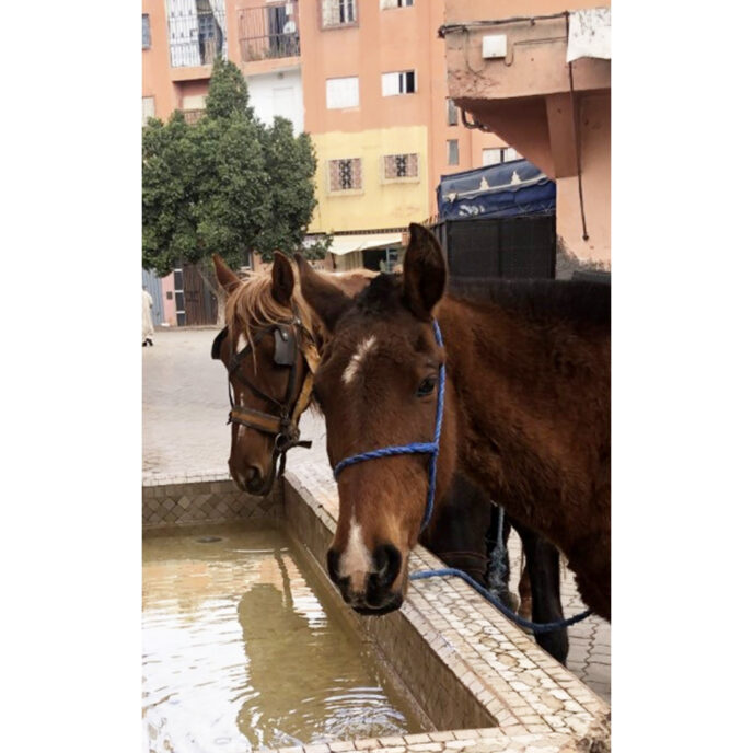 Two brown horses drinking from water trough