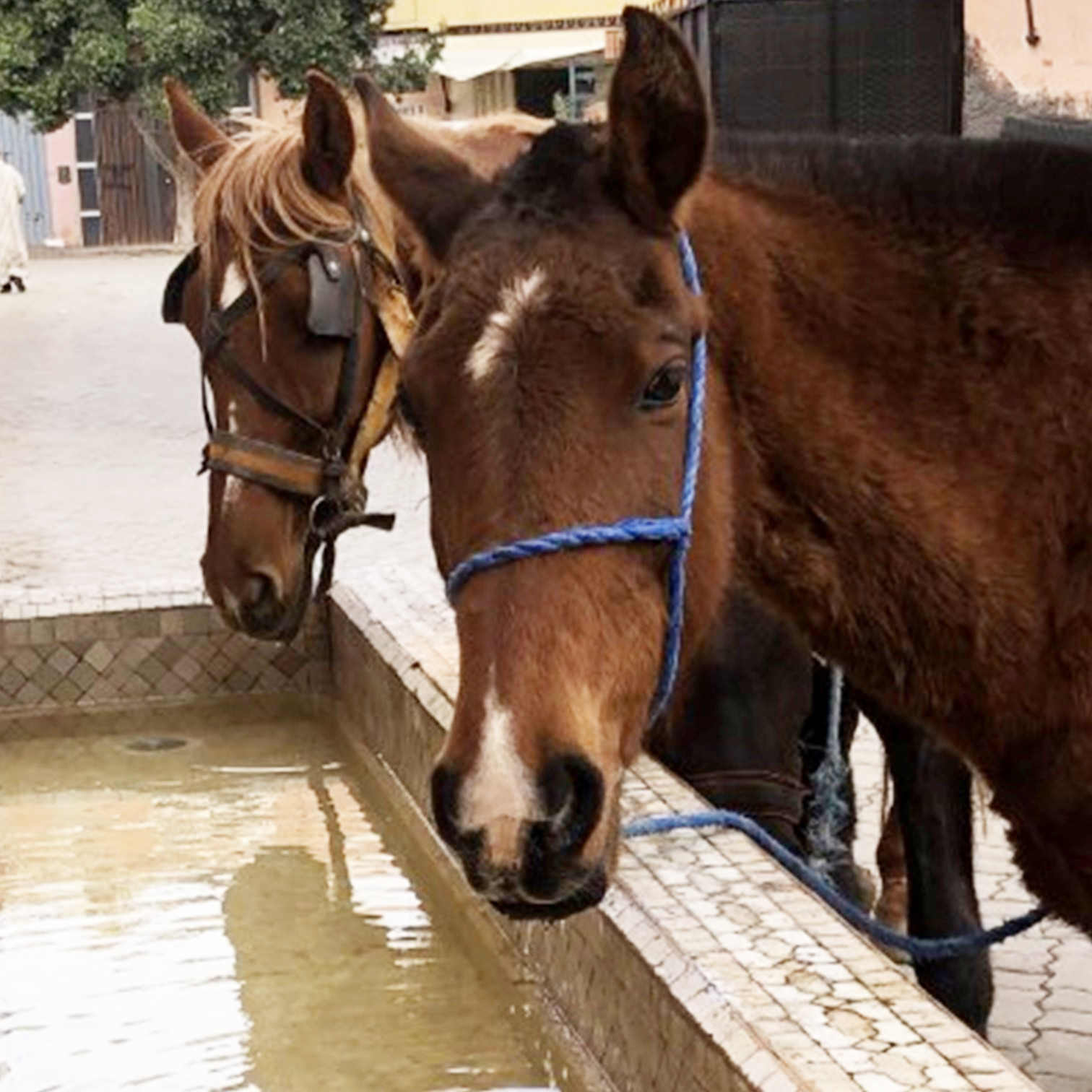 Two brown horses drinking from water trough