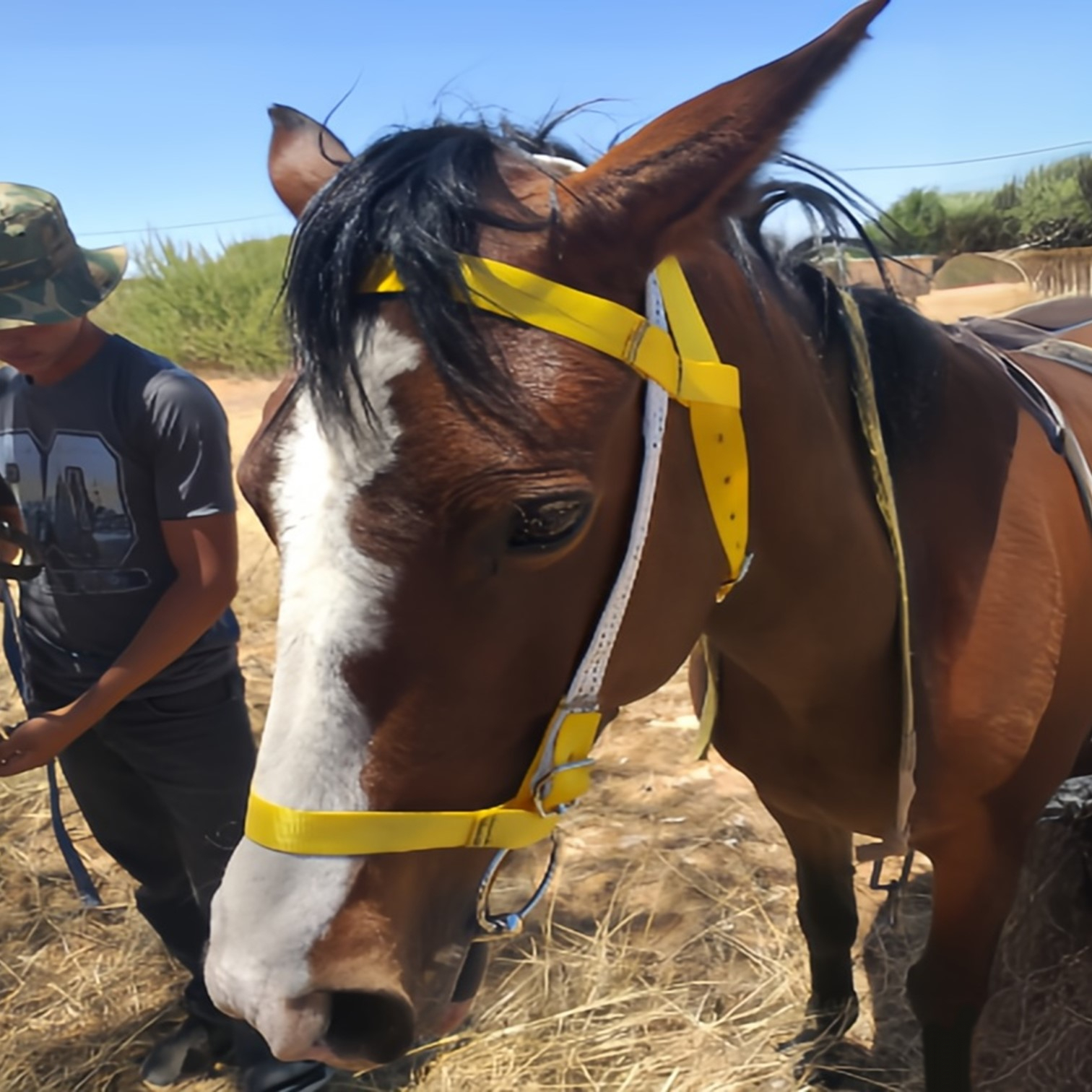 Brown horse with new head collar