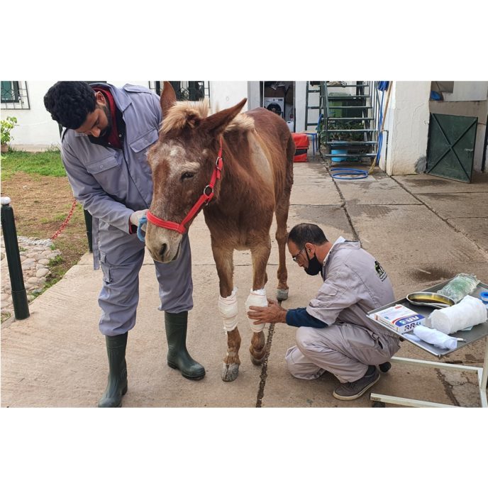 Mule's legs being bandaged by vets