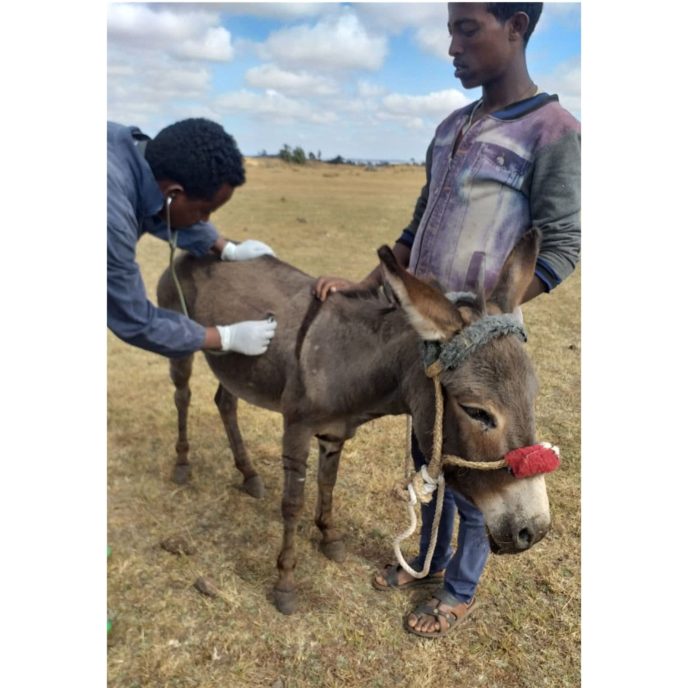 Young owner with donkey and vet