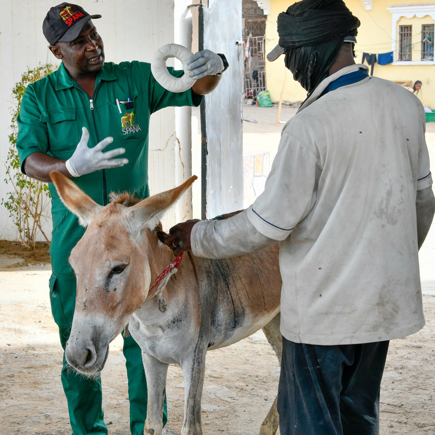 Owner being shown how to apply doughnut bandage and donkey