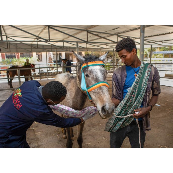 Horse and owner receiving harness padding