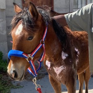 Young horse with new bit and treated injuries