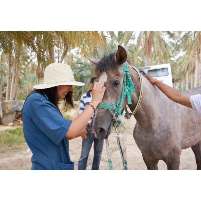 Vet examining horse by mobile clinic