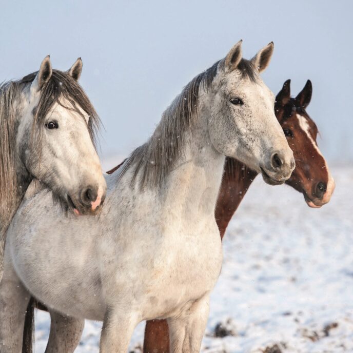 Christmas Card featuring photo of three horses in the snow