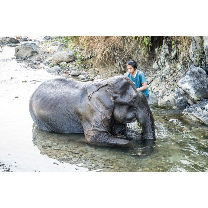 Elephant and owner in a river
