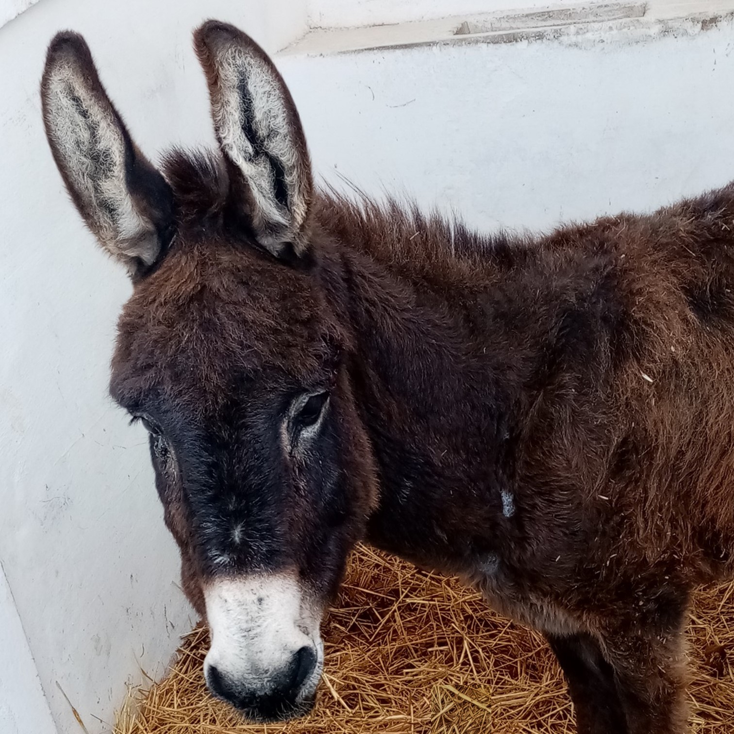 Brown donkey in a stable