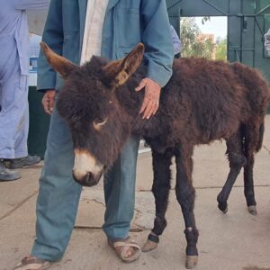 Brown donkey with injured leg receiving treatment