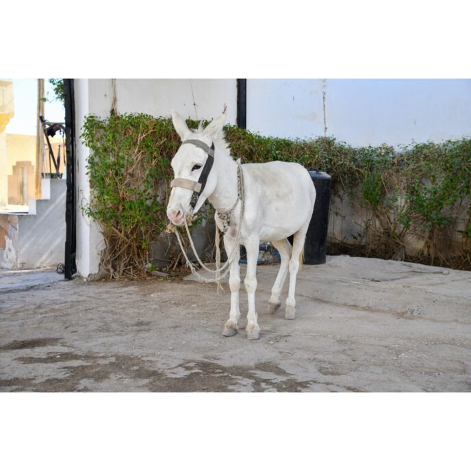 Fluffy white donkey with injured leg, receiving treatment