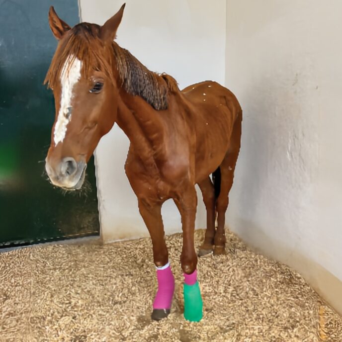 Horse with two leg bandages in a stables