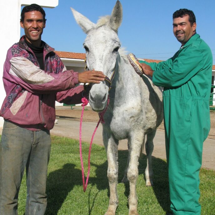 White mule being fitted with doughnut bandage