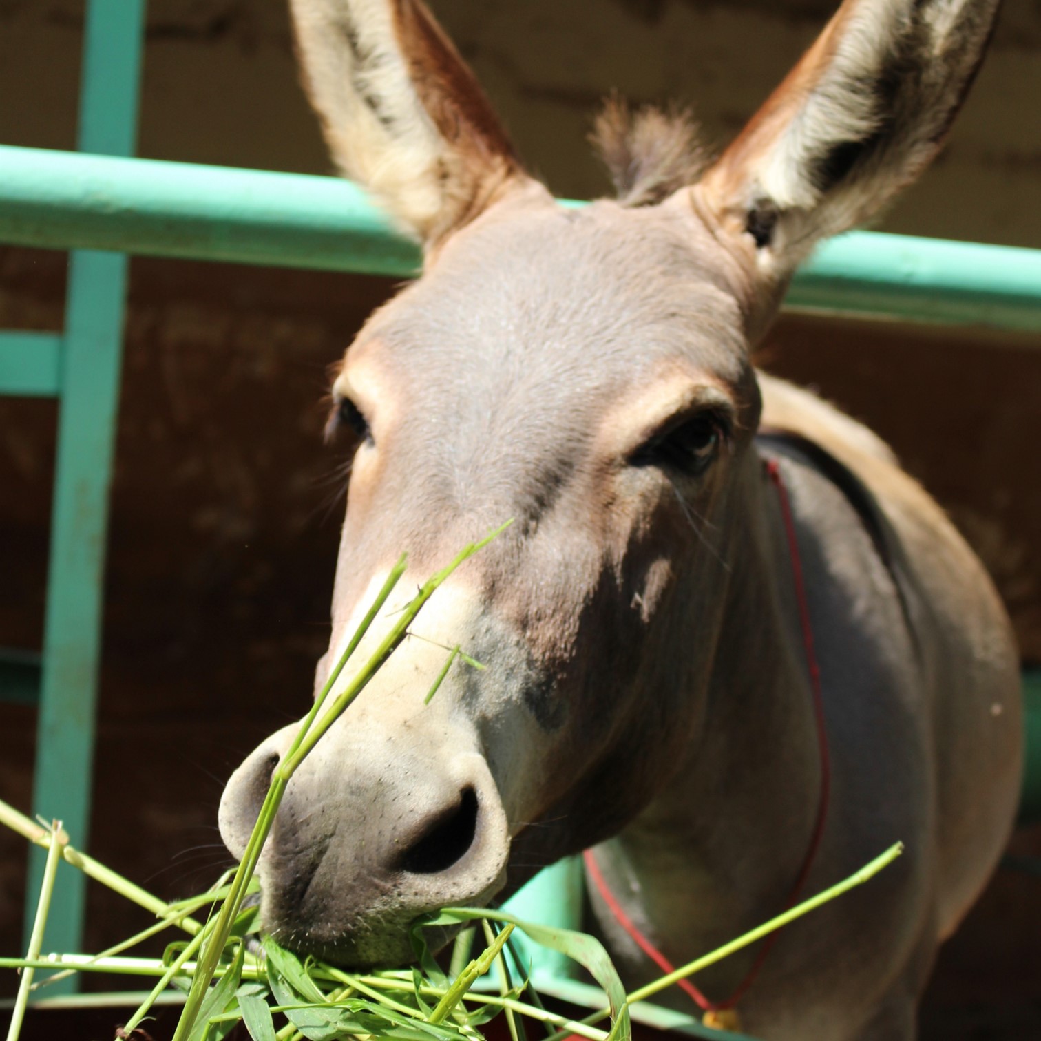 Grey donkey in Mali eating grass