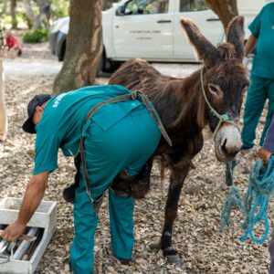 Brown donkey having his hooves trimmed by trained farrier