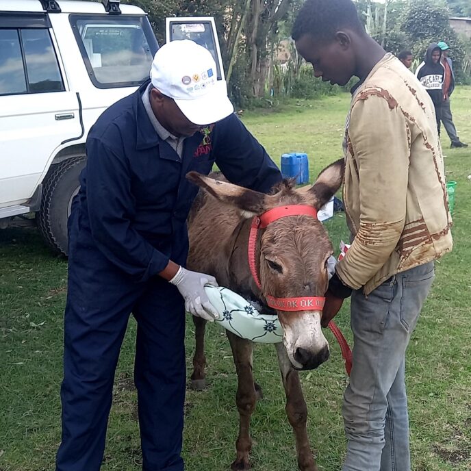 Donkey being fitted with harness padding