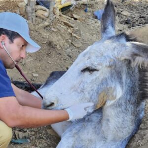 Injured mule being cared for during the Morocco earthquake