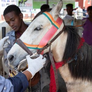 Horse having his teeth rasped - dental treatment