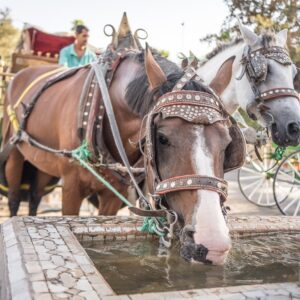 Calèche horse drinks from trough outside SPANA centre