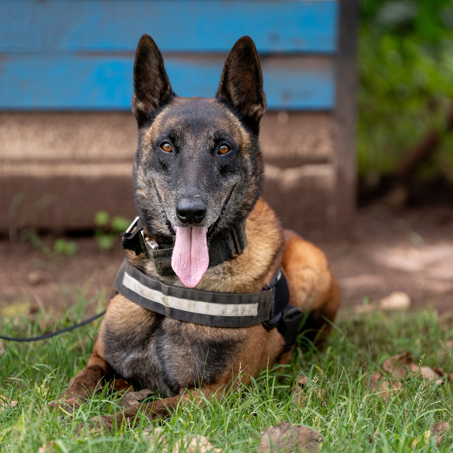 Police dog in Malawi sat outside of a kennel