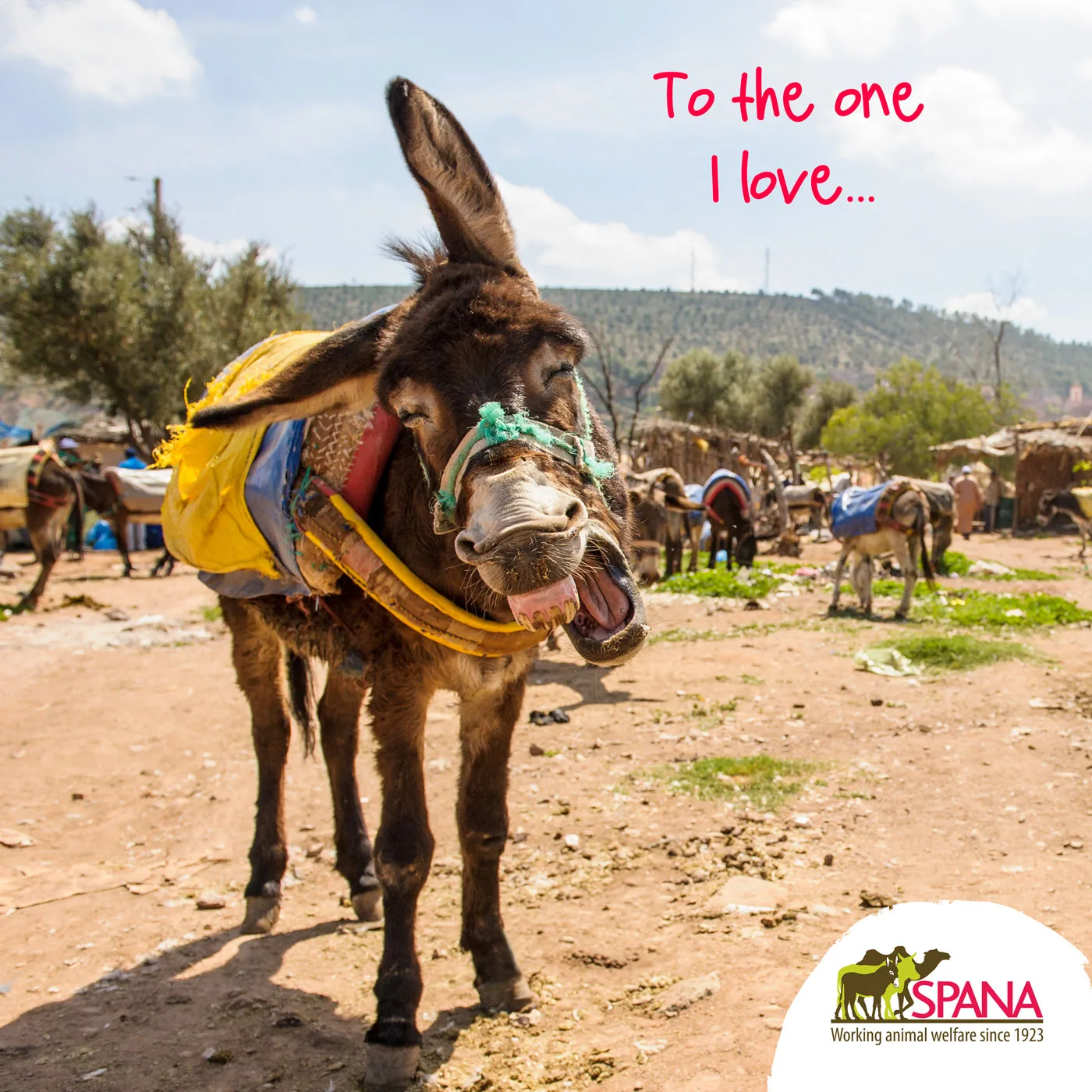 Mule - The One I Love