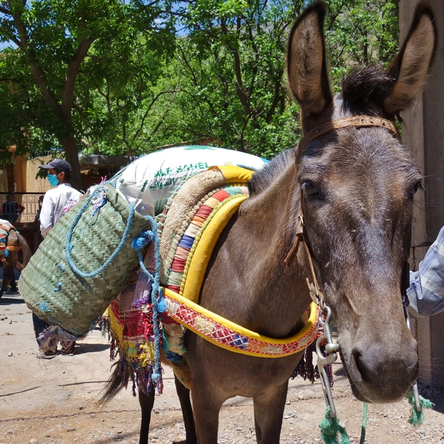 A mountain mule wearing a saddle.