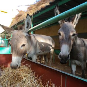 Two donkey's eating hay out of a trough.