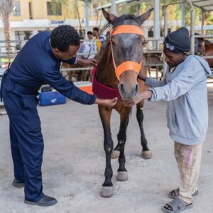 Brown horse having harness padding fitted across his chest.