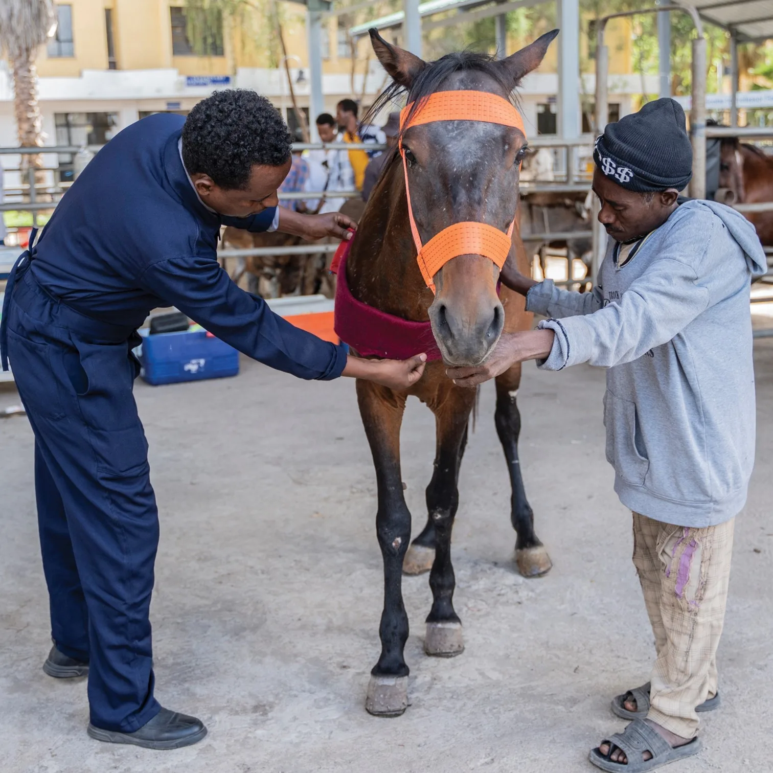 Brown horse having harness padding fitted across his chest.