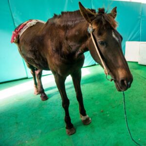 Brown horse standing in operating theatre