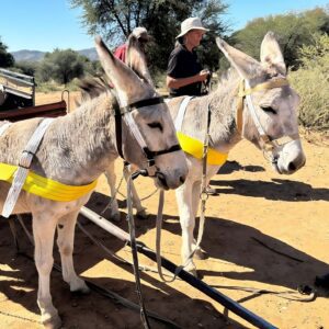 Two donkeys with fresh head collars and harnesses standing in a dry landscape