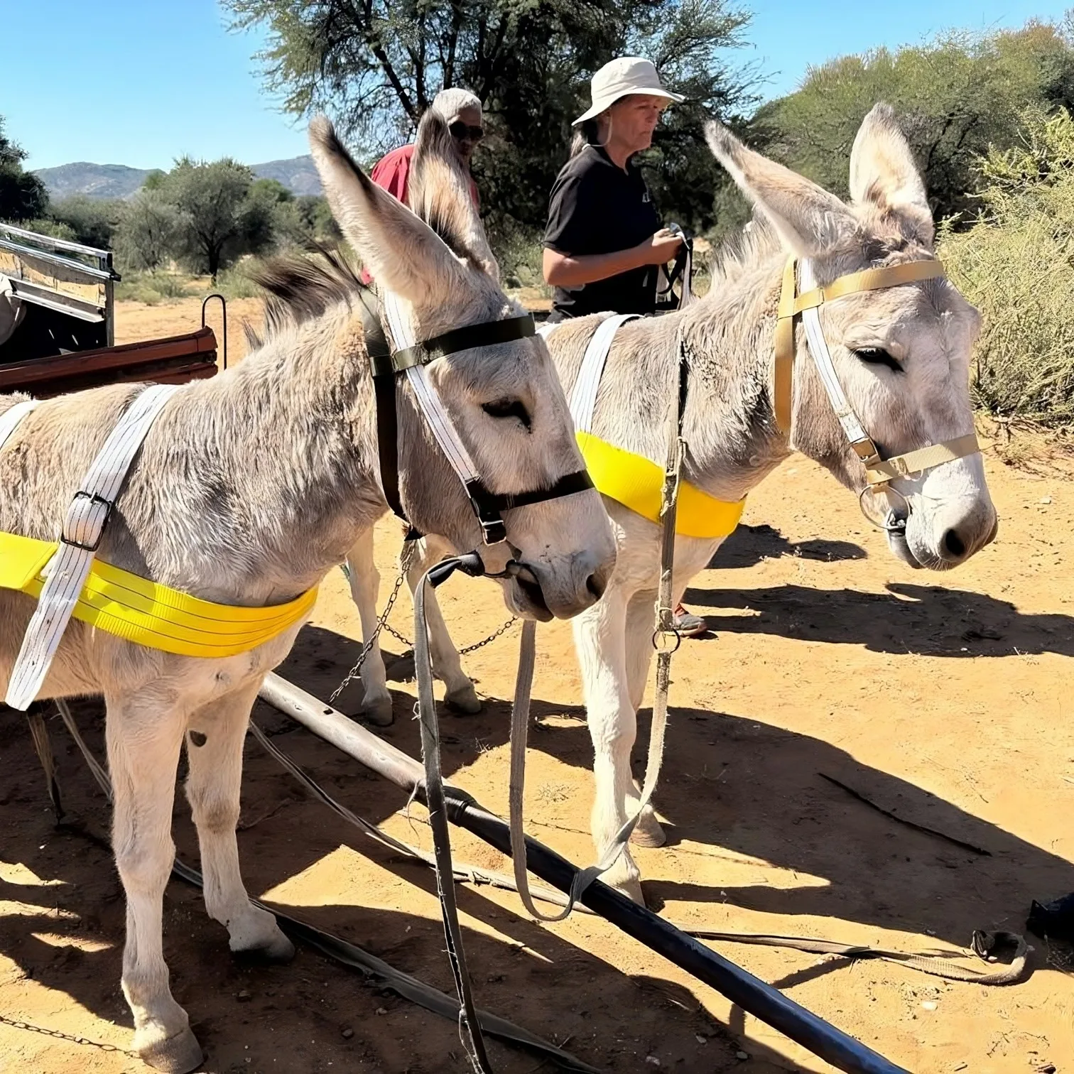 Two donkeys with fresh head collars and harnesses standing in a dry landscape