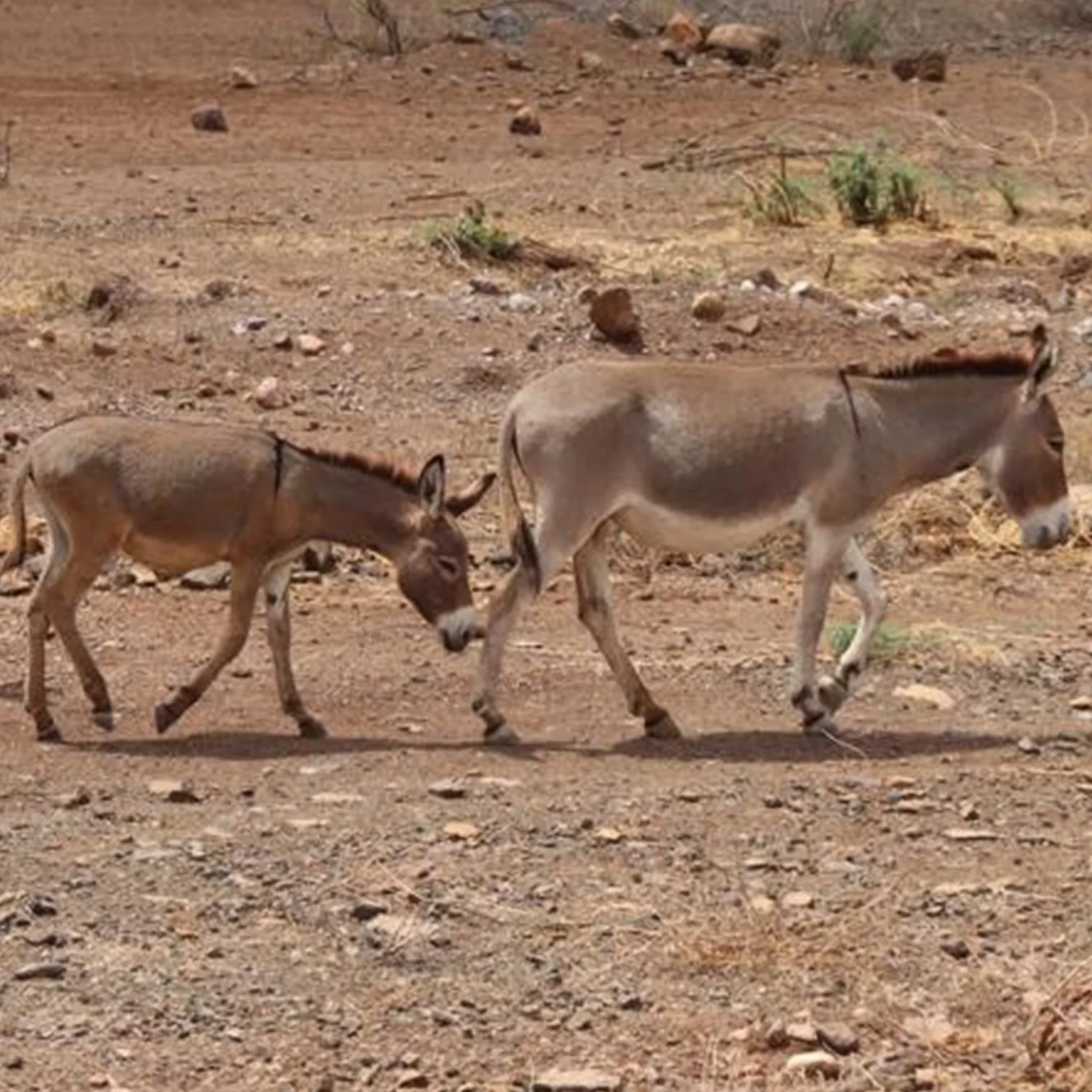 Donkeys walking in a very dry, arid landscape