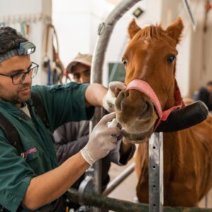 A brown horse having his examined by a vet