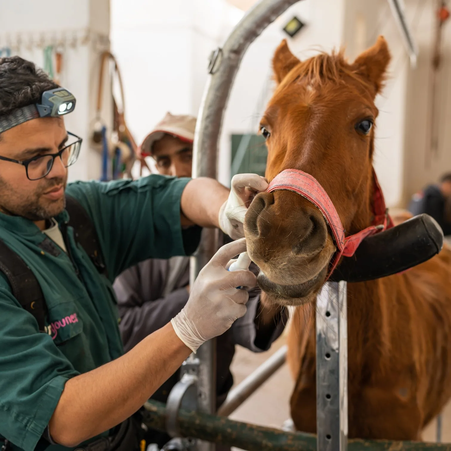 A brown horse having his examined by a vet