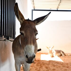 A grey donkey standing in a stable while another donkey rests behind it.
