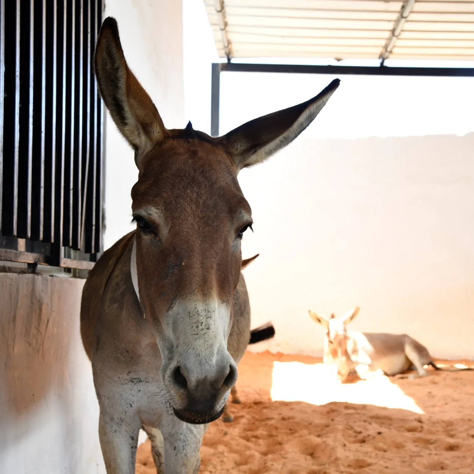 A grey donkey standing in a stable while another donkey rests behind it.