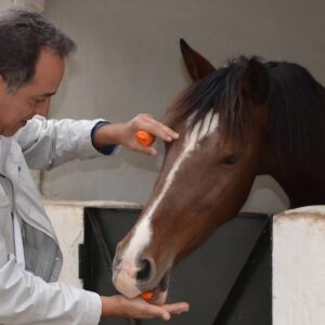 A vet giving a horse a carrot to eat