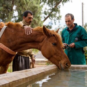 A brown horse drinking from a water trough while his owner and a vet watch.