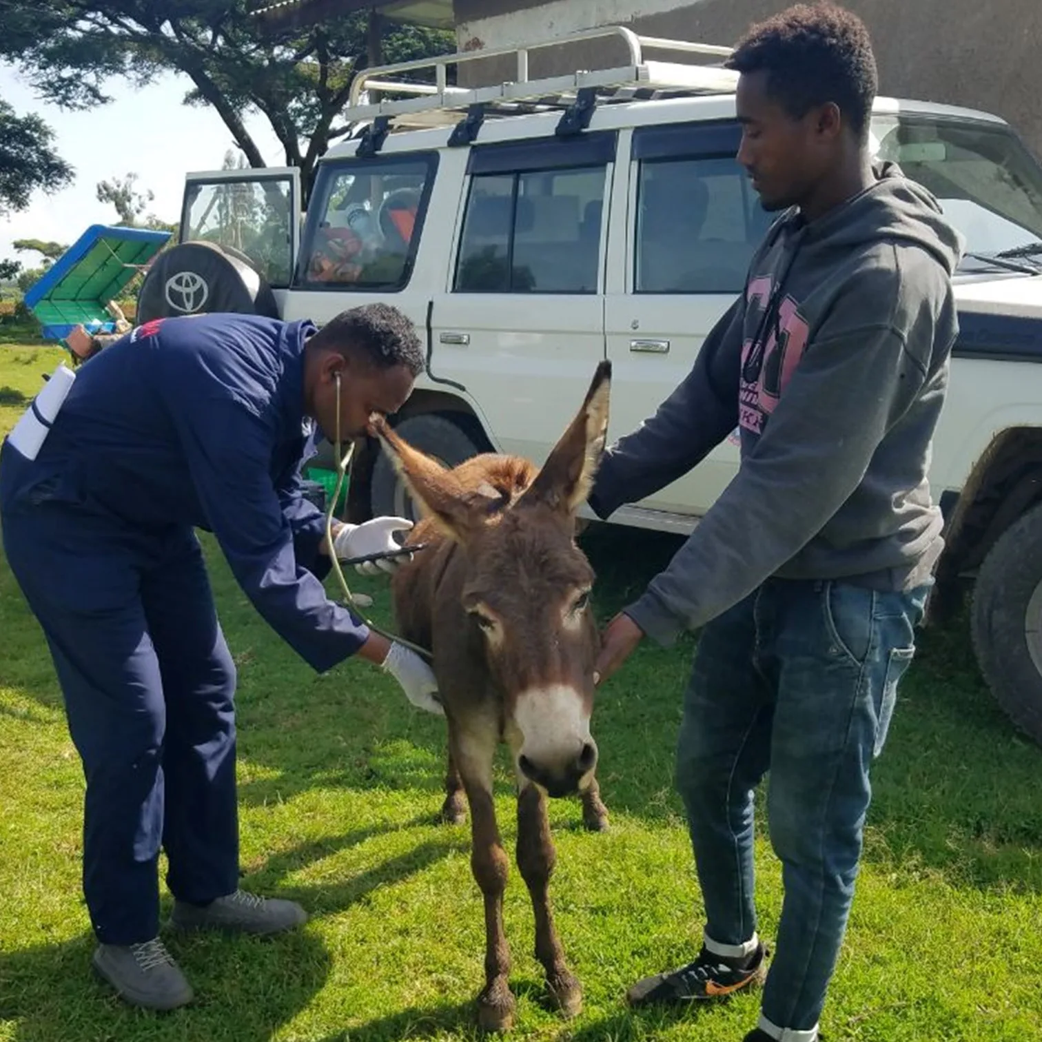 A donkey being examined by a vet with his owner standing in front of a mobile clinic.