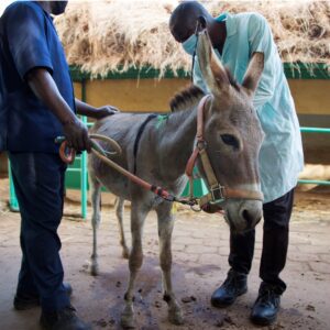 A donkey being examined by a vet at the Bamako centre.