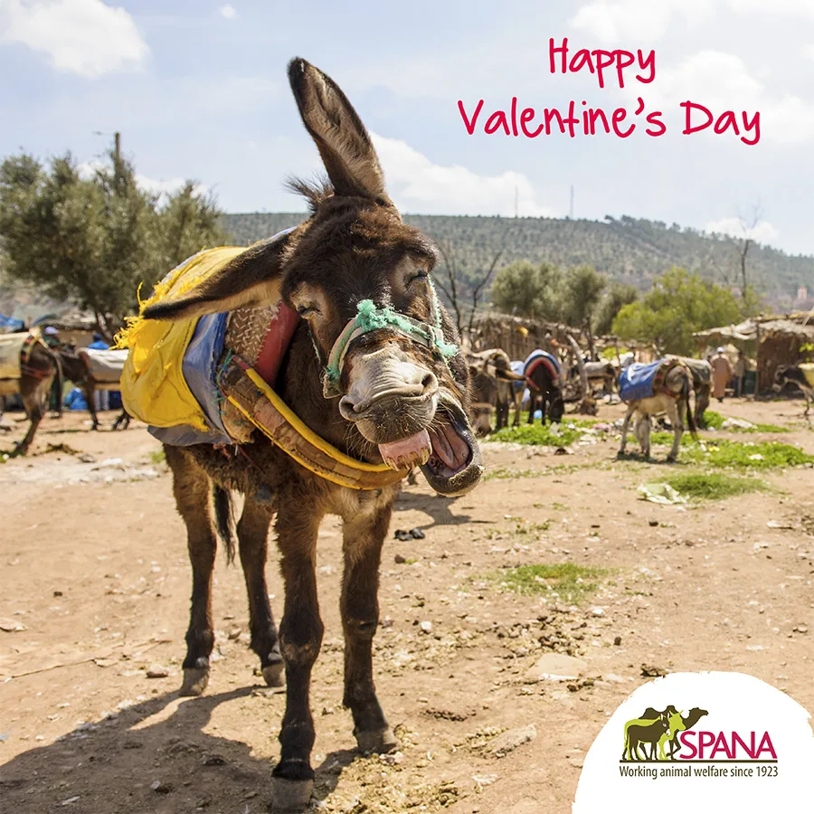 Mule - Valentine's Day