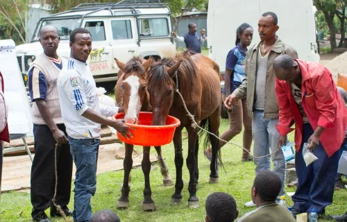 Two horses drinking near to group of people