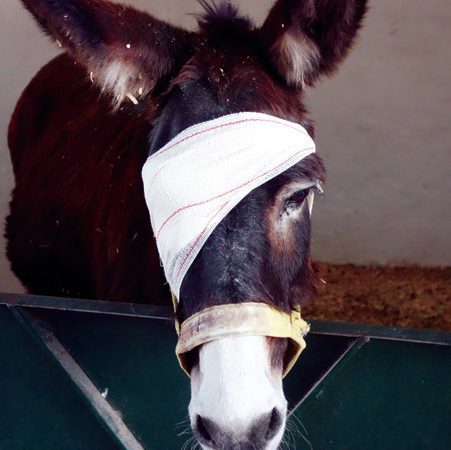 Donkey Hassan following treatment