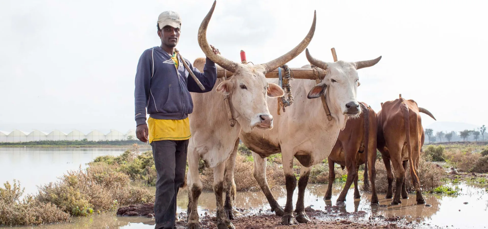 Working oxen and man
